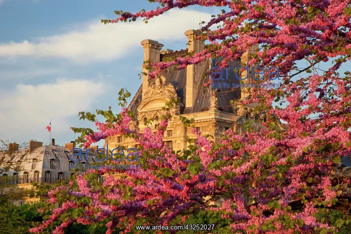 : Blossoming trees in Jardin des Tuileries : Blossoming trees in Jardin des Tuileries