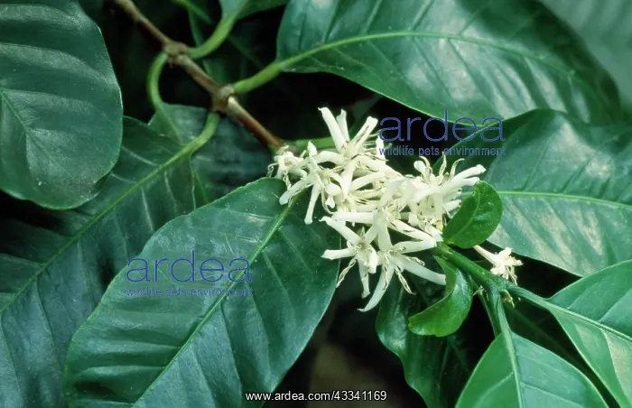 : Blossoms of COFFEE PLANT : Blossoms of COFFEE PLANT