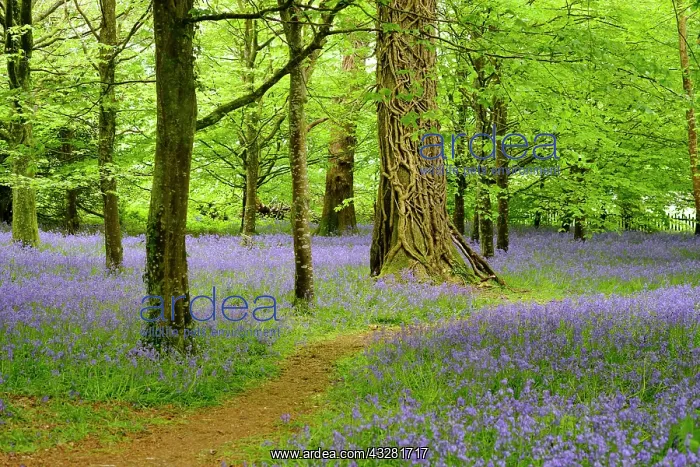 : Blossoms of Common bluebell (Hyacinthoides non-scripta) : Blossoms of Common bluebell (Hyacinthoides non-scripta)