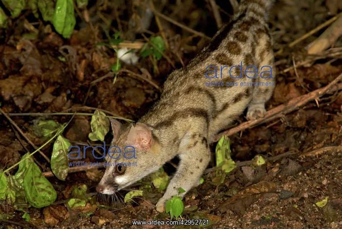 : Blotched / Cape / Large- spotted Genet - walking : Blotched / Cape / Large- spotted Genet - walking