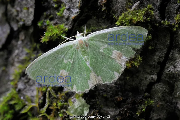 : Blotched Emerald : Blotched Emerald