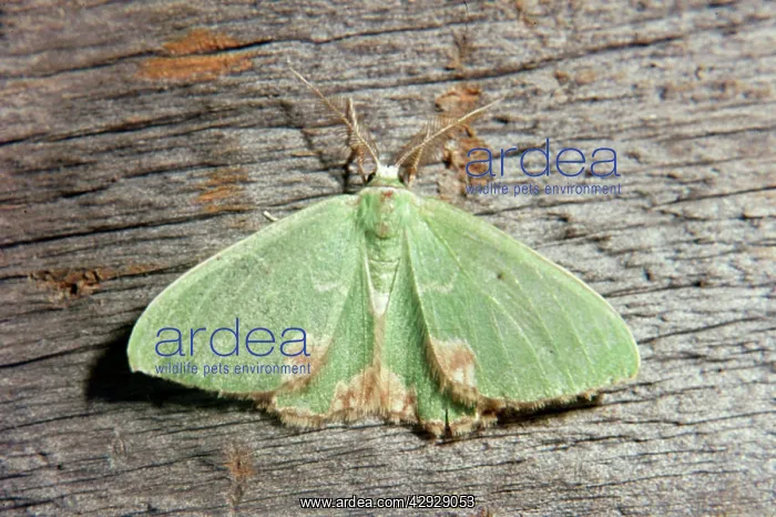 : Blotched Emerald MOTH : Blotched Emerald MOTH