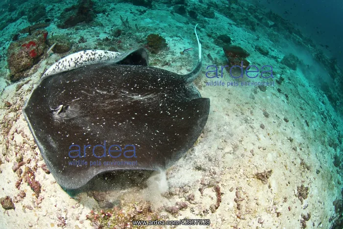 : Blotched Fantail Ray : Blotched Fantail Ray
