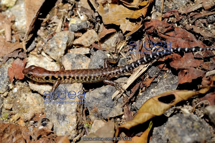 : Blotched Forest Skink : Blotched Forest Skink