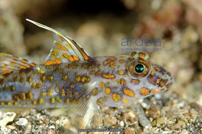 : Blotched Goby on black sand Makawide Wall dive site : Blotched Goby on black sand Makawide Wall dive site