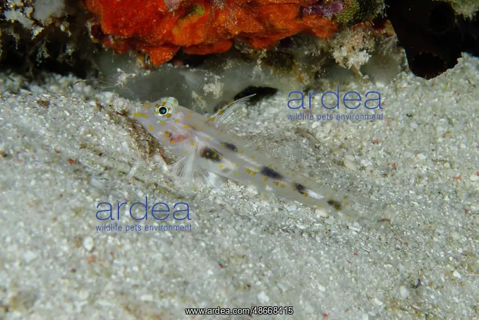 : Blotched Goby - Too Many Fish, Pulau Koon, Raja Ampat, West : Blotched Goby - Too Many Fish, Pulau Koon, Raja Ampat, West
