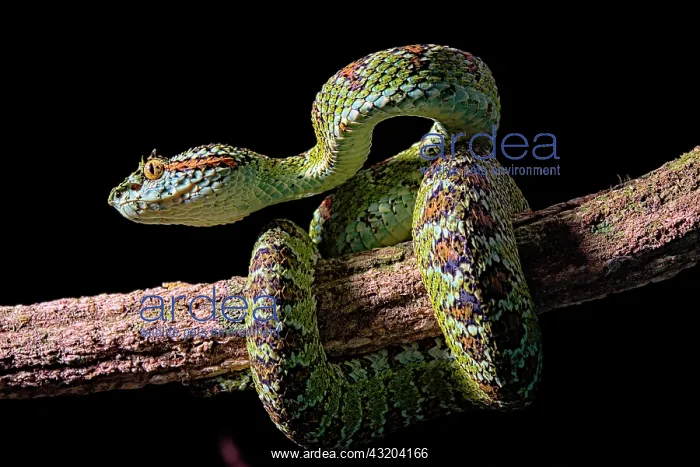  : Blotched palm-pit viper Bothriechis supraciliaris)