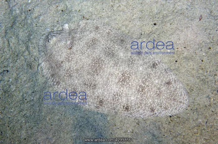 : Blotched Sole - night dive - Sakokreng Jetty dive : Blotched Sole - night dive - Sakokreng Jetty dive