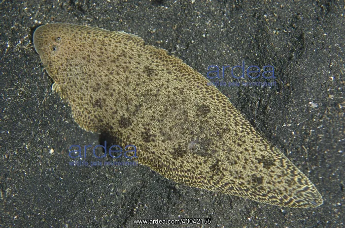  : Blotched Tongue Sole - on black sand - Night dive