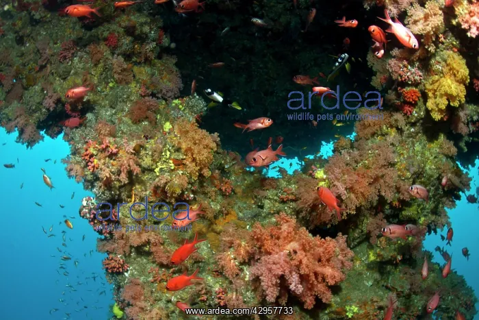: Blotcheye Soldierfish - at Soft Corals : Blotcheye Soldierfish - at Soft Corals