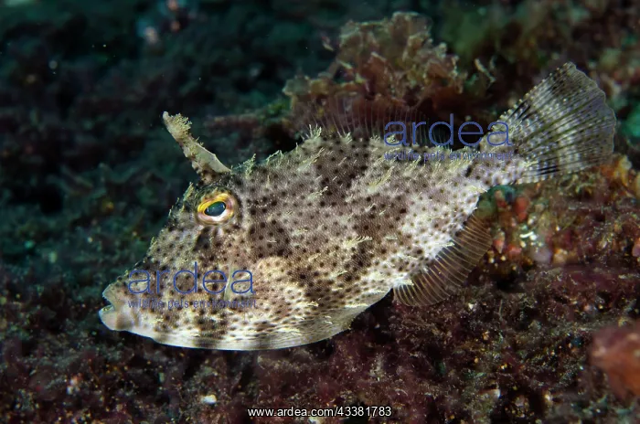 : Blotchy Filefish - with erect trigger - Sidem Dive : Blotchy Filefish - with erect trigger - Sidem Dive