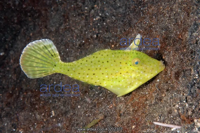 : Blotchy Filefish - night dive - TK3 dive site, Lembeh : Blotchy Filefish - night dive - TK3 dive site, Lembeh