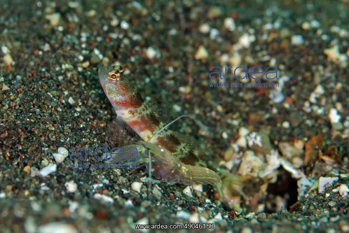 : Blotchy Shrimpgoby : Blotchy Shrimpgoby