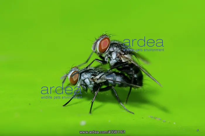  : Blow Flies mating