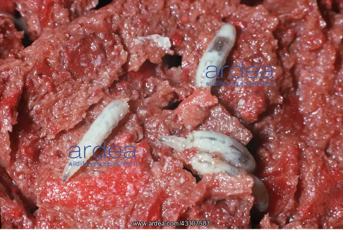 : BLOW-FLY / Blue Bottle Larvae - maggots on meat : BLOW-FLY / Blue Bottle Larvae - maggots on meat