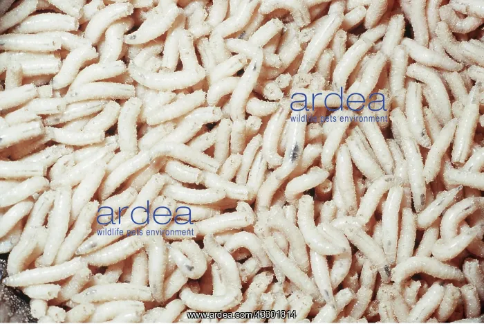 : BLOW FLY / BLUE BOTTLE MAGGOTS : BLOW FLY / BLUE BOTTLE MAGGOTS