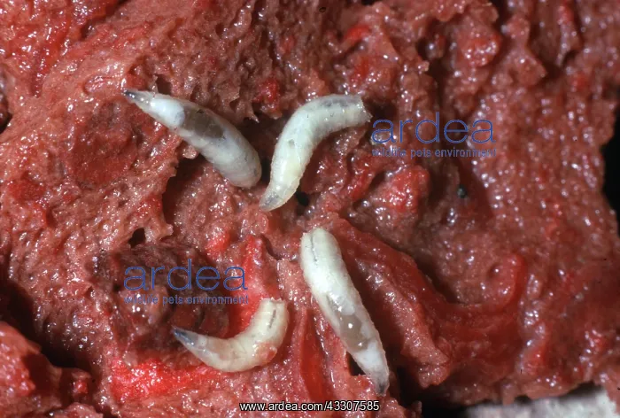 : BLOW-FLY / Blue Bottle Maggots - Can infect wounds : BLOW-FLY / Blue Bottle Maggots - Can infect wounds