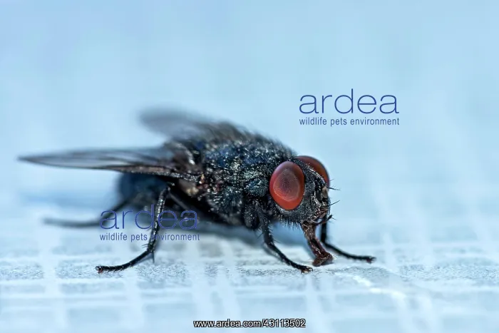 : Blow fly (Calliphoridae) drinking water with the : Blow fly (Calliphoridae) drinking water with the