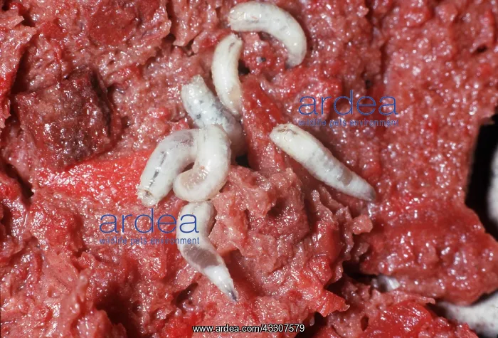 : BLOW FLY LARVAE / MAGGOTS - (Blue Bottle) : BLOW FLY LARVAE / MAGGOTS - (Blue Bottle)