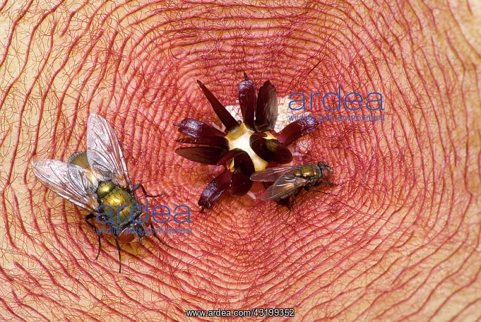 : Blowflies on Stapelia : Blowflies on Stapelia