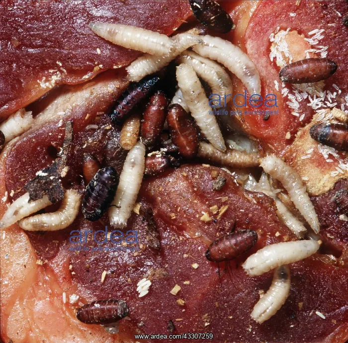 : BLOWFLY / BLUE BOTTLE MAGGOTS & EGG : BLOWFLY / BLUE BOTTLE MAGGOTS & EGG