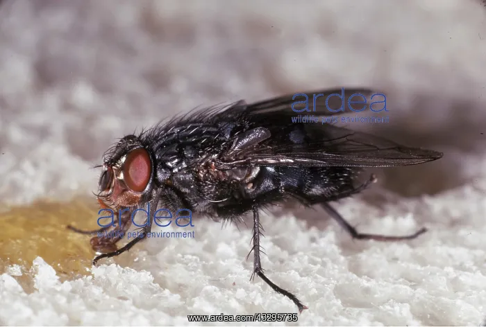 : BLOWFLY / Bluebottle : BLOWFLY / Bluebottle
