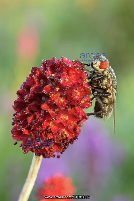 : Blowfly (Calliphora vicina) on Groier Wiesenknopf : Blowfly (Calliphora vicina) on Groier Wiesenknopf