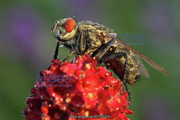 : Blowfly (Calliphora vicina) on Groier Wiesenknopf : Blowfly (Calliphora vicina) on Groier Wiesenknopf