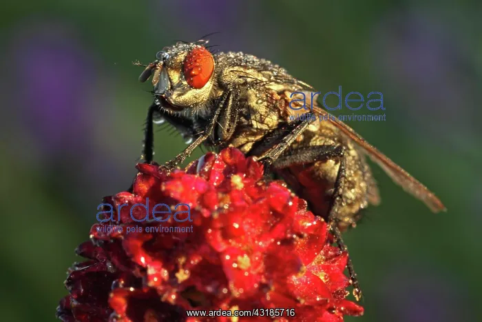: Blowfly (Calliphora vicina) on Groier Wiesenknopf : Blowfly (Calliphora vicina) on Groier Wiesenknopf