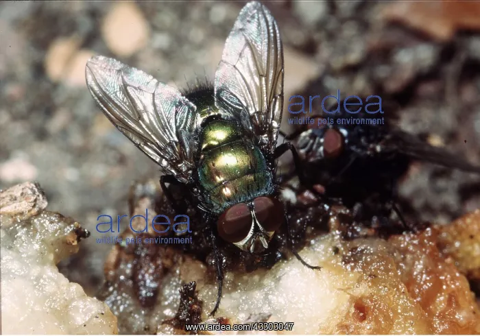 : BLOWFLY / Greenbottle - TOP : BLOWFLY / Greenbottle - TOP