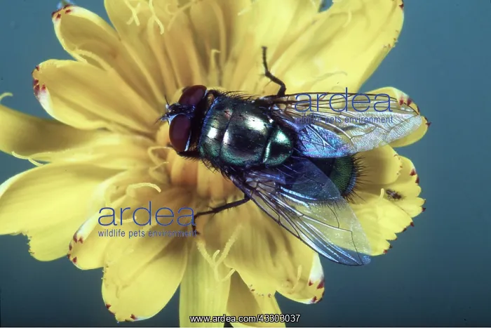 : BLOWFLY (Greenbottle) - ON FLOWER : BLOWFLY (Greenbottle) - ON FLOWER