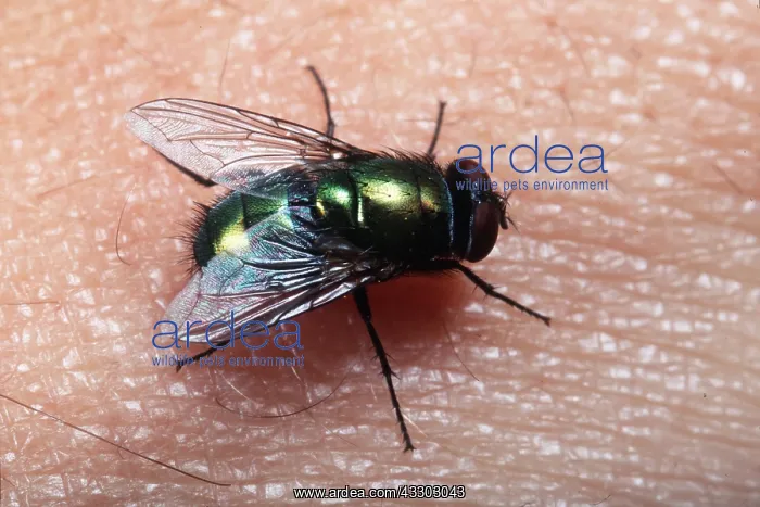 : BLOWFLY (GREENBOTTLE) - ON SKIN : BLOWFLY (GREENBOTTLE) - ON SKIN