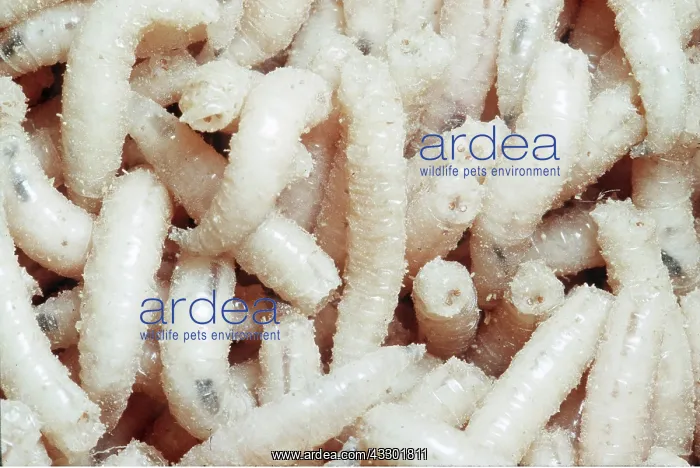 : BLOWFLY MAGGOTS : BLOWFLY MAGGOTS