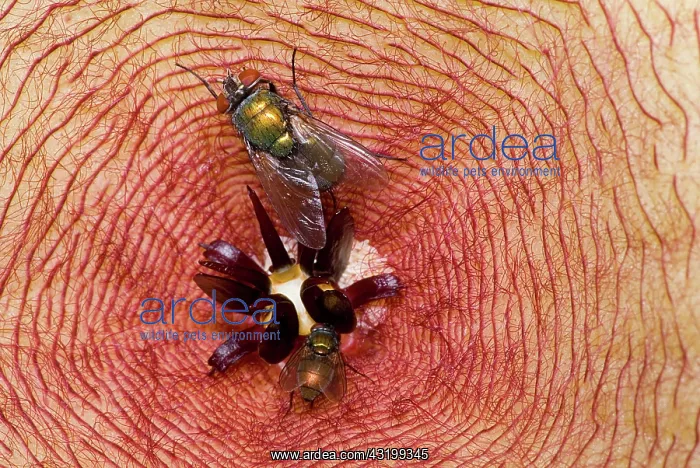 : Blowfly on Stapelia : Blowfly on Stapelia