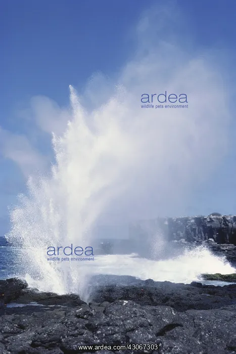 : Blowhole, Hood Island, Galapagos : Blowhole, Hood Island, Galapagos