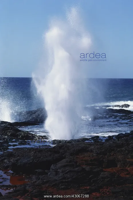 : Blowhole, Kauai Island, Hawaii : Blowhole, Kauai Island, Hawaii