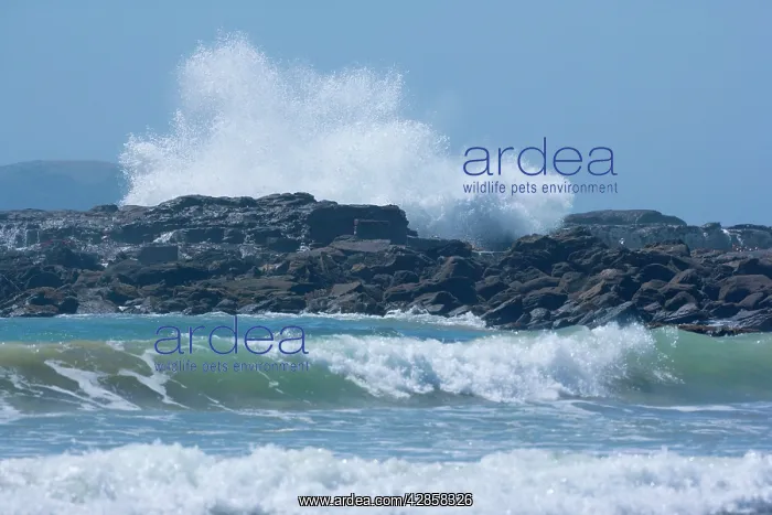 : Blowhole - massive waves rushing up against cliffs : Blowhole - massive waves rushing up against cliffs