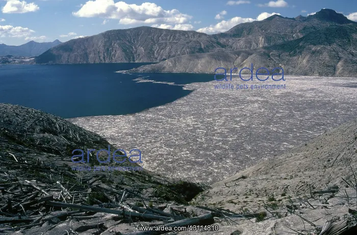 : Blown-down Trees on Spirit Lake, Mount St. Helens : Blown-down Trees on Spirit Lake, Mount St. Helens