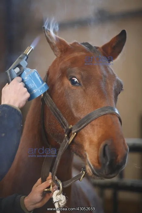 : Blowtorch hair removal of a Franches-Montagnes horse France : Blowtorch hair removal of a Franches-Montagnes horse France