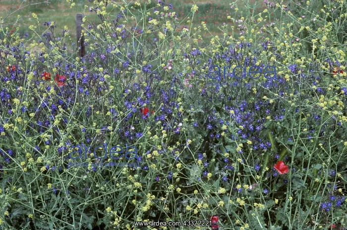 : Blue alkanet flowers : Blue alkanet flowers