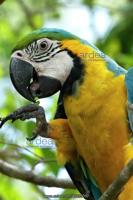: Blue-and-gold / Blue-and-yellow Macaw : Blue-and-gold / Blue-and-yellow Macaw