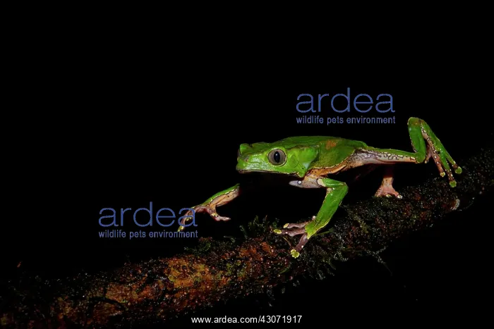 : Blue-and-yellow Frog, Bicoloured Tree-frog, Giant : Blue-and-yellow Frog, Bicoloured Tree-frog, Giant
