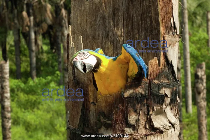 : Blue-and-Yellow Macaw : Blue-and-Yellow Macaw