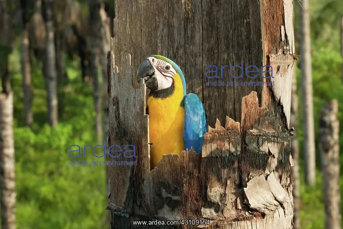 : Blue-and-Yellow Macaw : Blue-and-Yellow Macaw