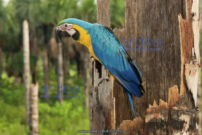 : Blue-and-Yellow Macaw : Blue-and-Yellow Macaw