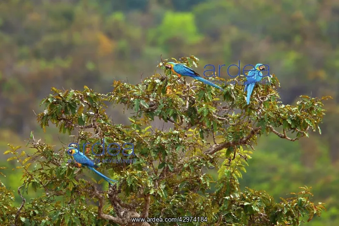 : Blue-and-Yellow Macaw / Blue-and-Gold Macaw - three : Blue-and-Yellow Macaw / Blue-and-Gold Macaw - three