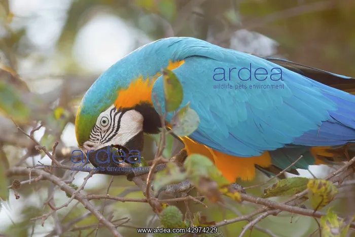 : Blue-and-Yellow Macaw / Blue-and-Gold Macaw - portrait : Blue-and-Yellow Macaw / Blue-and-Gold Macaw - portrait