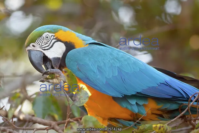 : Blue-and-Yellow Macaw / Blue-and-Gold Macaw - portrait : Blue-and-Yellow Macaw / Blue-and-Gold Macaw - portrait