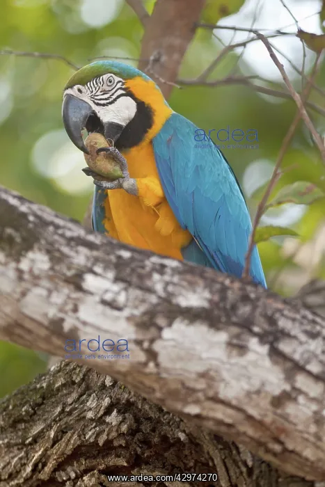 : Blue-and-Yellow Macaw / Blue-and-Gold Macaw - portrait : Blue-and-Yellow Macaw / Blue-and-Gold Macaw - portrait