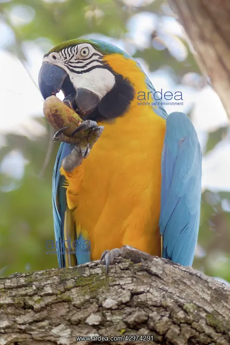 : Blue-and-Yellow Macaw / Blue-and-Gold Macaw - portrait : Blue-and-Yellow Macaw / Blue-and-Gold Macaw - portrait